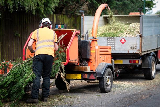 How Our Tree Care Process Works  in  Siena College, NY